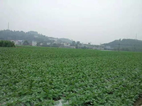 一棵蔬菜的旅程 直擊廣東蔬菜供應全鏈條，守護食用農產品批發安全